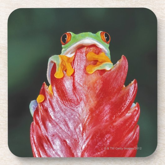 Rot-Mit Augen Baum-Frosch auf Blatt Getränkeuntersetzer (Vorderseite)