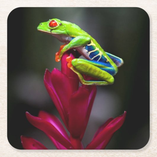 Rot-mit Augen Baum-Frosch Rechteckiger Pappuntersetzer (Vorderseite)