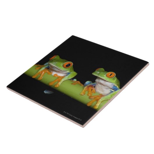 Rot-mit Augen Baum-Frösche (Agalychnis callidryas) Fliese (Seite)