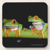 Rot-mit Augen Baum-Frösche (Agalychnis callidryas)