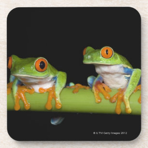 Rot-mit Augen Baum-Frösche (Agalychnis callidryas Getränkeuntersetzer