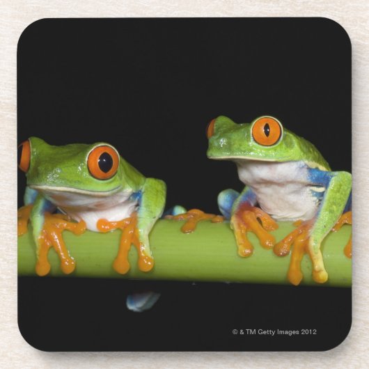 Rot-mit Augen Baum-Frösche (Agalychnis callidryas) Getränkeuntersetzer (Vorderseite)