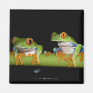 Rot-mit Augen Baum-Frösche (Agalychnis callidryas Magnet