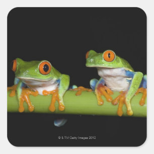 Rot-mit Augen Baum-Frösche (Agalychnis callidryas Quadratischer Aufkleber