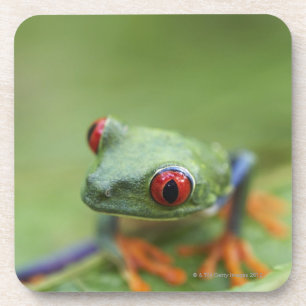 Rot-mit Augen Baumfrosch (Agalychnis callidryas) Getränkeuntersetzer