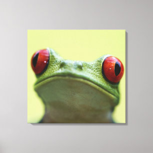 Rot-mit Augen Baumfrosch (Agalychnis callidryas) Leinwanddruck