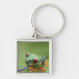 Rot-mit Augen Baumfrosch (Agalychnis callidryas) Schlüsselanhänger