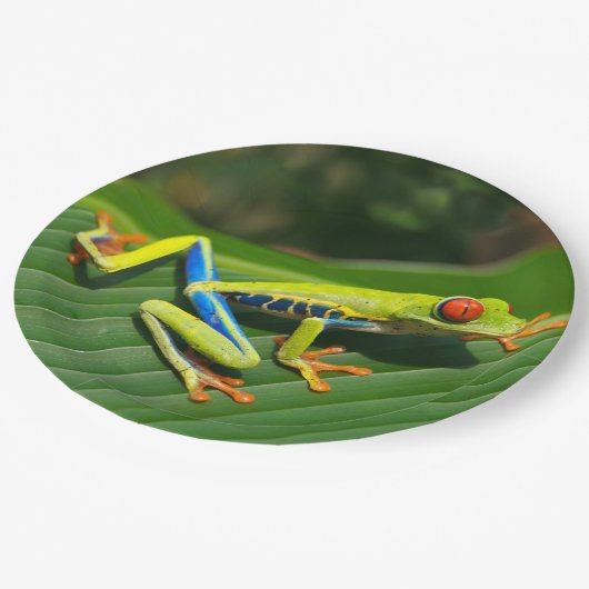 Rot-mit Augen Frosch Baum des tropischen Pappteller (Schrägansicht)