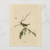 Rot-mit Augen Vireo von Audubons Vögeln in Amerika Postkarte (Vorderseite)