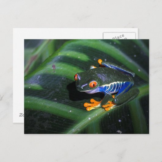 Rot mustert Frosch auf Blatt Postkarte (Vorne/Hinten)