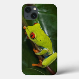 Rot mustert Frosch auf Stamm iPhone 13 Hülle