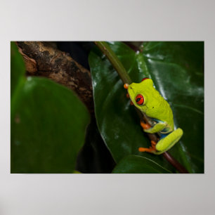 Rot mustert Frosch auf Stamm Poster