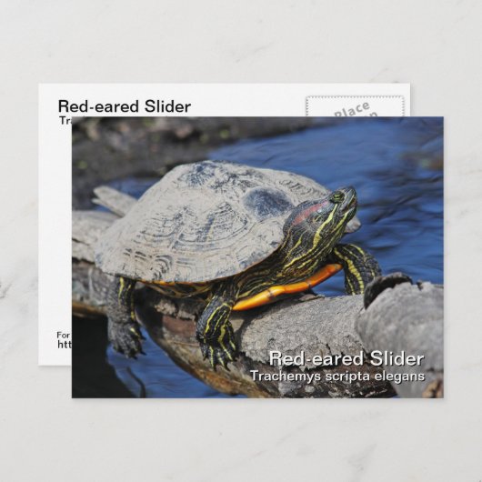 Rot-Ohr-Slider-Postkarte Postkarte (Vorne/Hinten)