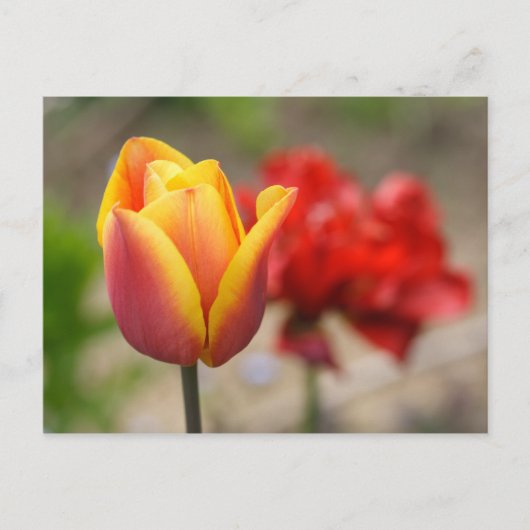 Rot-Orange Tulips Postkarte (Vorderseite)