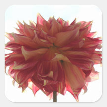 Rot-, Orange- und Gelbdahlia-Aufkleber