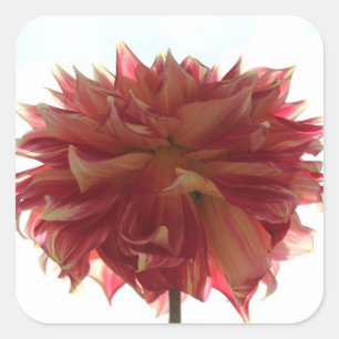 Rot-, Orange- und Gelbdahlia-Aufkleber Quadratischer Aufkleber