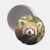 Rot-Panda-004 Magnet (Vorderseite/Rückseite)