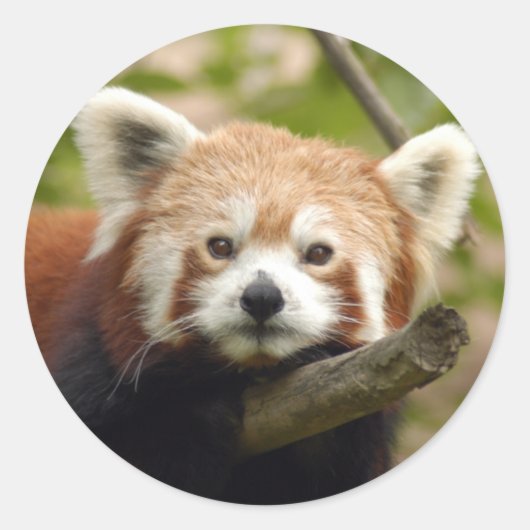 Rot-Panda-004 Runder Aufkleber (Vorderseite)