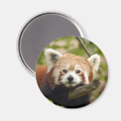 Rot-Panda-005 Magnet (Vorderseite/Rückseite)