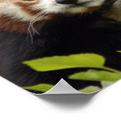 Rot-Panda-007 Poster (Ecke)