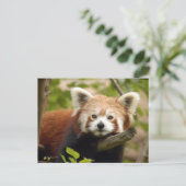 Rot-Panda-007 Postkarte (Stehend Vorderseite)