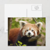 Rot-Panda-007 Postkarte (Vorne/Hinten)
