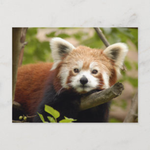 Rot-Panda-007 Postkarte