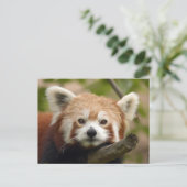 rot-panda-010 postkarte (Stehend Vorderseite)