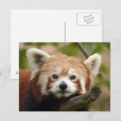 rot-panda-010 postkarte (Vorne/Hinten)