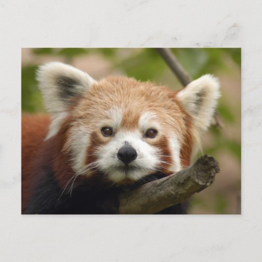rot-panda-010 postkarte (Vorderseite)