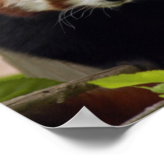 rot-panda-023 poster (Ecke)