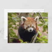 rot-panda-023 postkarte (Vorne/Hinten)
