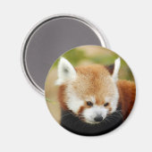 rot-panda-030 magnet (Vorderseite/Rückseite)