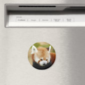 rot-panda-030 magnet (In Situ (Geschirrspüler))