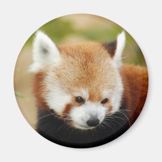 rot-panda-030 magnet (Vorne)