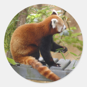 rot-panda-037 runder aufkleber