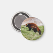 rot-panda-043 magnet (Vorderseite/Rückseite)