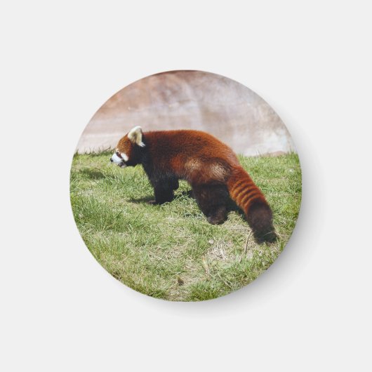 rot-panda-043 magnet (Vorne)