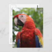 Rot Postkarte (Vorne/Hinten)