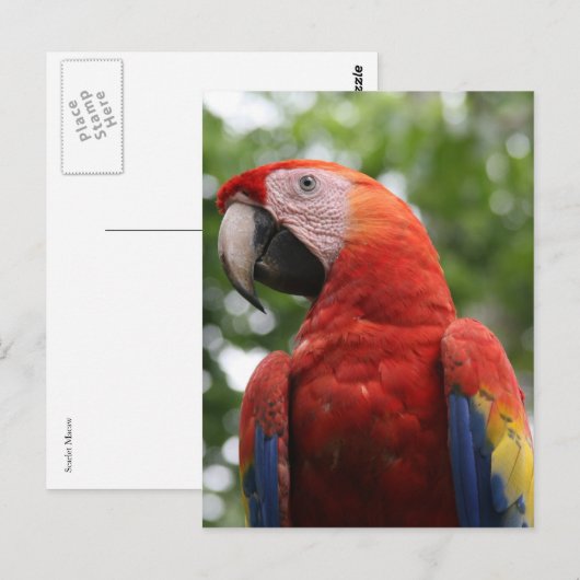 Rot Postkarte (Vorne/Hinten)