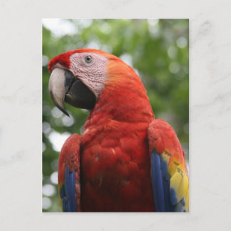 Rot Postkarte