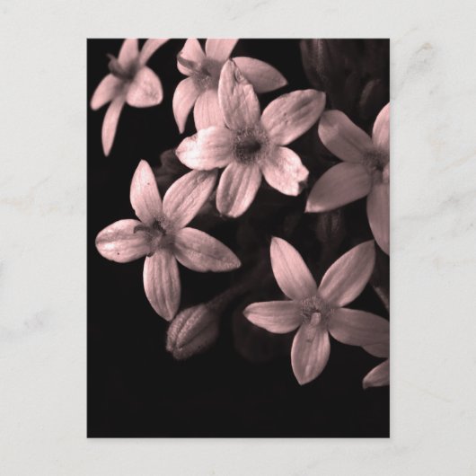 rot postkarte (Vorderseite)