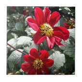 Rot-Rosa-Disy / Gänseblümchen Blume Fliese (Vorderseite)