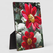 Rot-Rosa-Disy / Gänseblümchen Blume Fotoplatte (Seite)