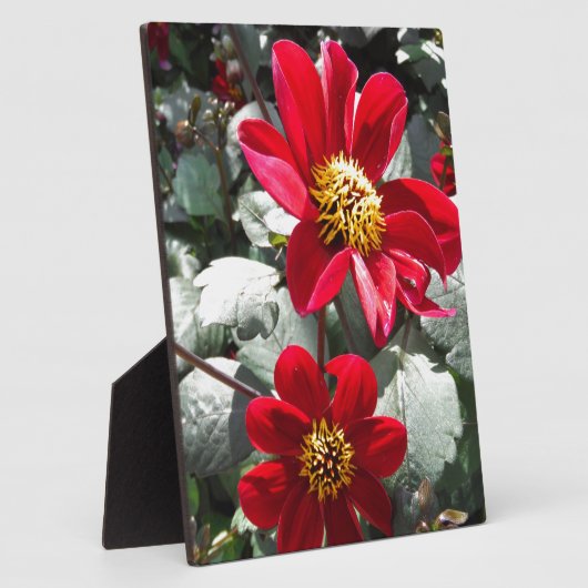 Rot-Rosa-Disy / Gänseblümchen Blume Fotoplatte (Seite)