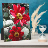 Rot-Rosa-Disy / Gänseblümchen Blume Fotoplatte (Seite)