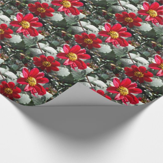 Rot-Rosa-Disy / Gänseblümchen Blume Geschenkpapier (Ecke)