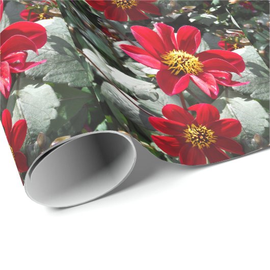 Rot-Rosa-Disy / Gänseblümchen Blume Geschenkpapier (Rolleneckpunkt)