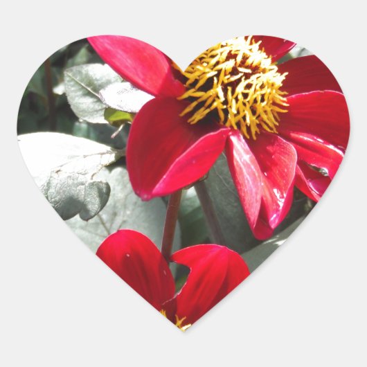 Rot-Rosa-Disy / Gänseblümchen Blume Herz-Aufkleber (Vorderseite)