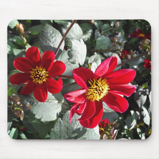 Rot-Rosa-Disy / Gänseblümchen Blume Mousepad (Vorne)